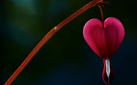 Dicentra - bleeding heart, pink, day, valentine, spring, dicentra, flower