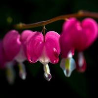 Dicentra