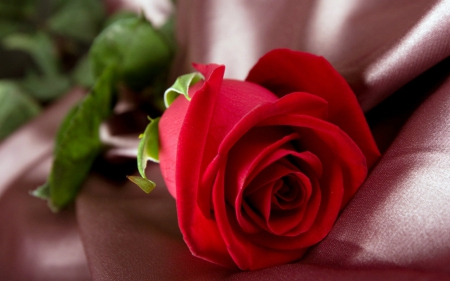 Red rose - flowers, red, petals, rose