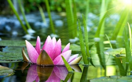 Beautiful flowers - flower, pond, petals, pink, lily