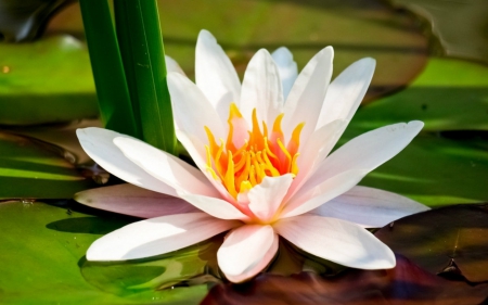 Beautiful flowers - flowers, petals, bloom, lily