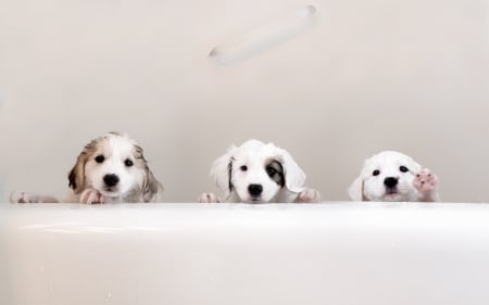 Help! - white, paw, puppy, dog, bath, help, funny, cute