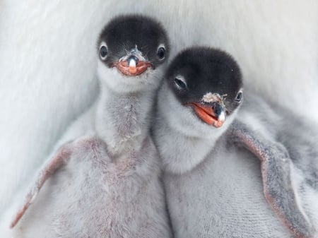 Penguin chicks - birds, sweet, Antartic, nature, cute, animals, wildlife, penguin, wild, wallpaper