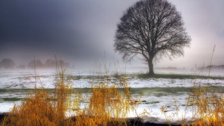 tree on a grassy meadow in winter - meadow, winter, fog, tree, grass