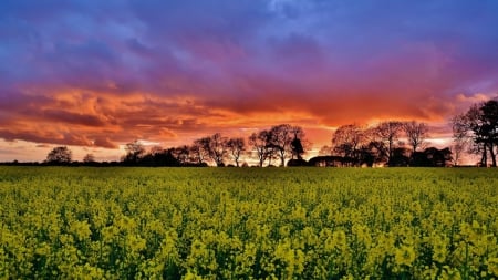 yellow flowers under a sunset sky - clouds, flowers, fields, trees, sunset