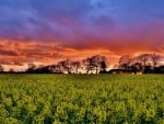 yellow flowers under a sunset sky