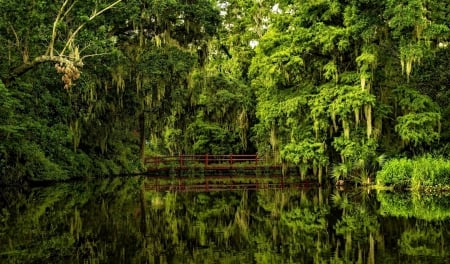 Forest - nature, lake, bridge, forest