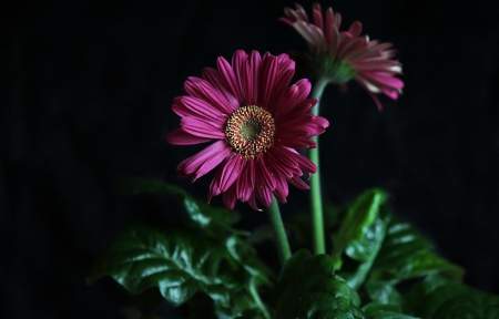 *** Gerbera *** - flowers, flower, nature, gerbera