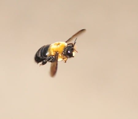 flying bee - wings, buzz, high, small