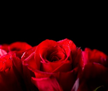 Roses - roses, for you, valentines day, drops, red roses, with love, flowers, nature, rose