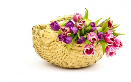 Still Life - colors, basket, flowers, still life