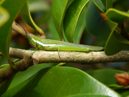 Green Grasshopper