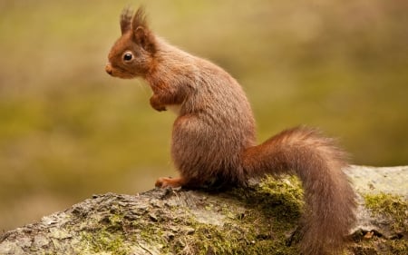 squirrel - animal, tail, squirrel, red