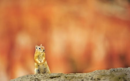 Squirrel - tail, chipmunk, animal, squirrel