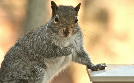 Squirrel - animal, Squirrel, tail, chipmunk