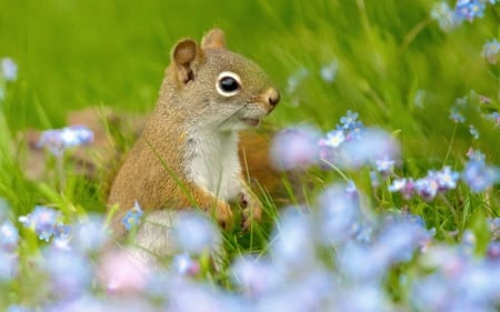 Squirrel - fur, animal, Squirrel, chipmunk