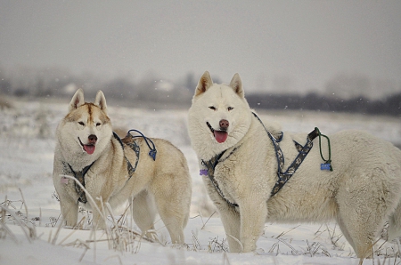 Dogs - pretty, puppys, beautiful, dog, lovely, sweet, animal, dogs, cute, puppy, animals