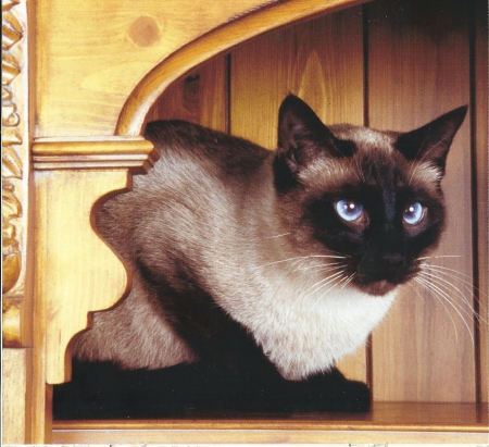 Siamese cat - cute, paws, siamese, cat