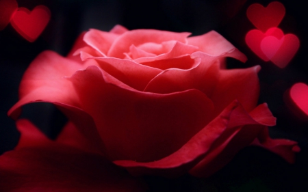 Beautiful rose - flowers, red, rose, bloom