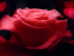 Beautiful rose