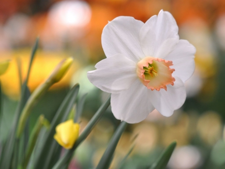 Beautiful flower - white, flowers, bloom, petals