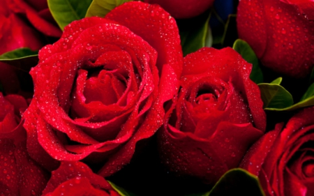 Red roses - flowers, red, roses, bloom