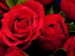 Red roses