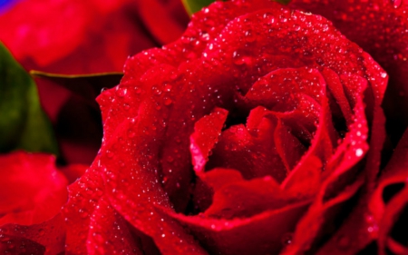 Red rose - red, flower, rose, bloom