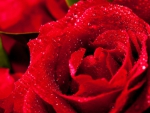 Red rose