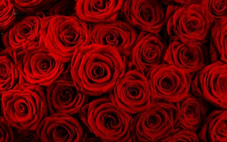 Red roses - flowers, red, rose, bloom