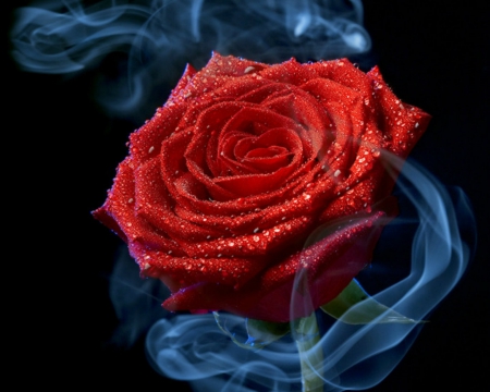 Red rose - smoke, flowers, rose, red