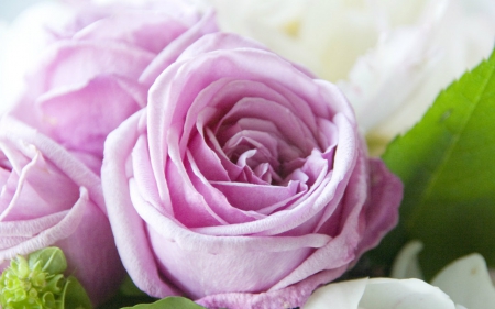 Pink rose - flowers, pink, rose, bloom