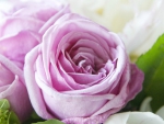 Pink rose