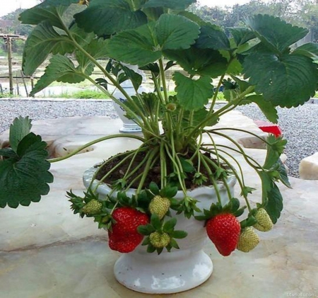 Strawberry - nature, strawberry, dalat, spring