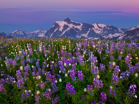 Mountain wildflowers - beautiful, snowy, meadow, mountain, flowers, wildflowers, nature, peak, field, sky, lupin