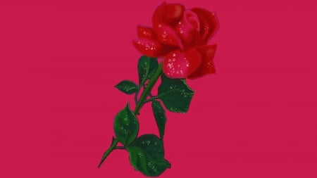 red rose - rose, other, red, red rose