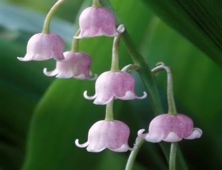 Hint of pink - flowers, garden, pink, liily of the valley