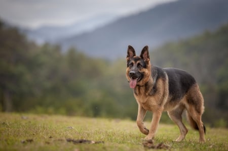 German shepherd - puppy, animals, lovely, pretty, puppys, beautiful, dog, animal, dogs, sweet, cute