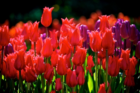 Tulips - red and purple, tulips, field, lovely