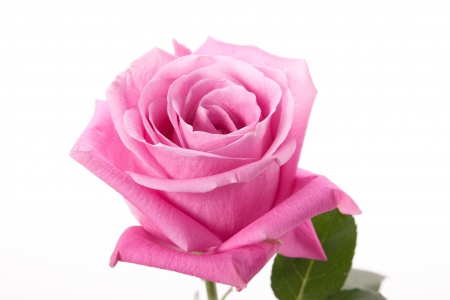 Pink rose - white, pink, green, leaf, rose, flower