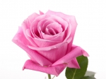 Pink rose