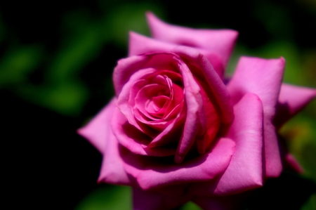 VALENTINE ROSE - flower, pink, nature, rose