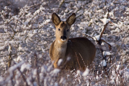 Peak-a-boo - abstract, winter, photography, snow, forest, sweet, nature, deer, cute, animals, wildlife, wild, wallpaper