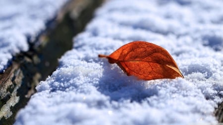 Leaf on snow - abstract, winter, photography, snow, HD, leaves, nature, autumn, leaf, wallpaper