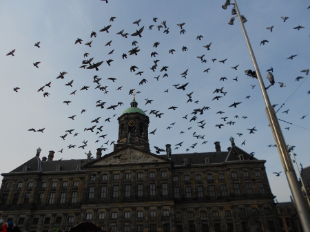 Pigeons flying in dam square - pigeons, sky, amsterdam, dam square