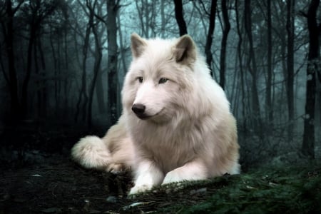 Wolf - white, nature, wolf, dog, wild