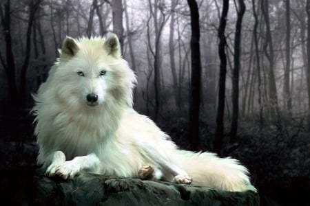 Artic Wolf