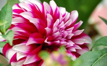 Dahlia - flowers, Dahlia, petal, plants, flower, petals, plant, dahlias