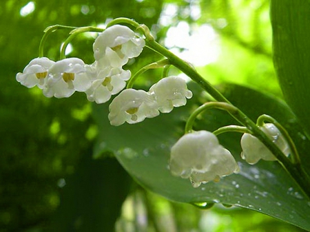 After the rain - leaves, lily of the valley, flowers, rain drops