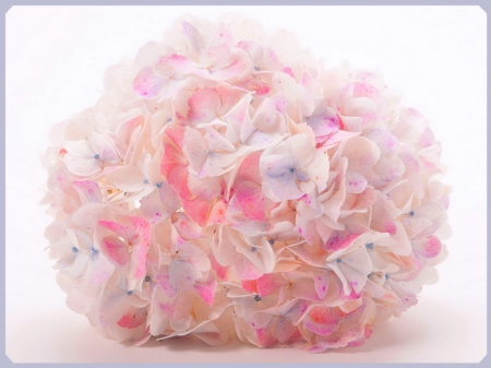 Pastel hydrancea - pink, blue, hydrangea, pastel, flowers